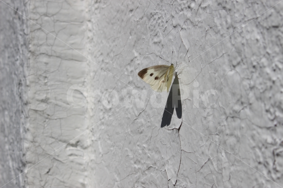 나비,그림자,하트,햇살,벽,동물,animal,곤충,벌레,insect,bug