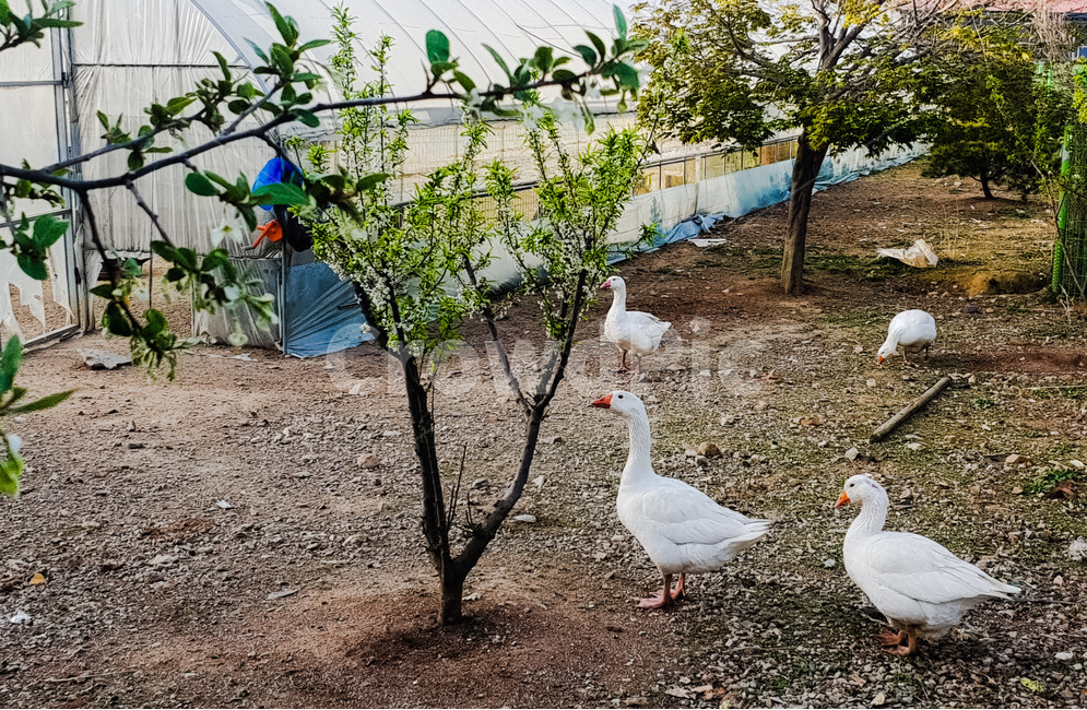 거위,동물,농장,조류,산책,동물,animal,조류,새,birds