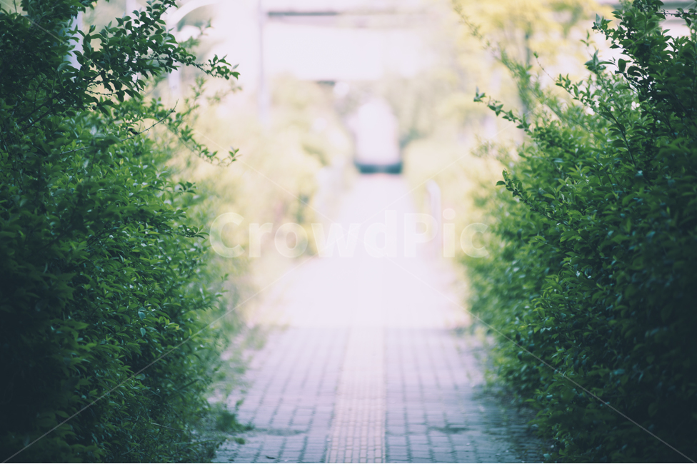 길,나무,희망,문,방향,나무벽,출발,자연,풍경,nature,landscape,식물,plants,감성,sensible,feeling,path,통로,outdoors,옥외