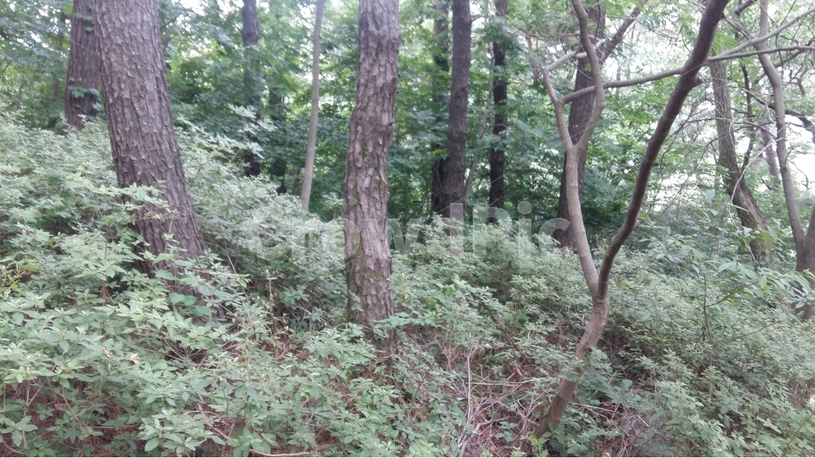 향적산,등산,숲,나무,산책,자연,풍경,nature,landscape,식물,plants,나무,trees,wood,vegetation,초목,plant,forest,woodland,삼림지,land,땅,tree,outdoors,옥외,grove,작은 숲