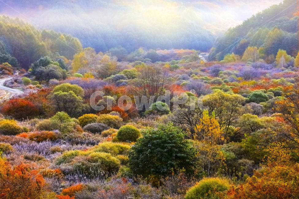 자연,풍경,계절,가을,단풍,단풍철,추경,만추,공원,정원,비밀의정원,시크릿,시크릿공원,울긋불긋,안개,새벽,빛,햇빛,운해,길,오솔길,산,painting,그림,nature,outdoors,옥외,scenery,landscape,경치,가을,계절,fall,autumn,season,자연,풍경,nature,landscape,한국자연풍경,한국자연경관,korea nature landscape,bush,부시,plant,식물,vegetation,초목,art,미술