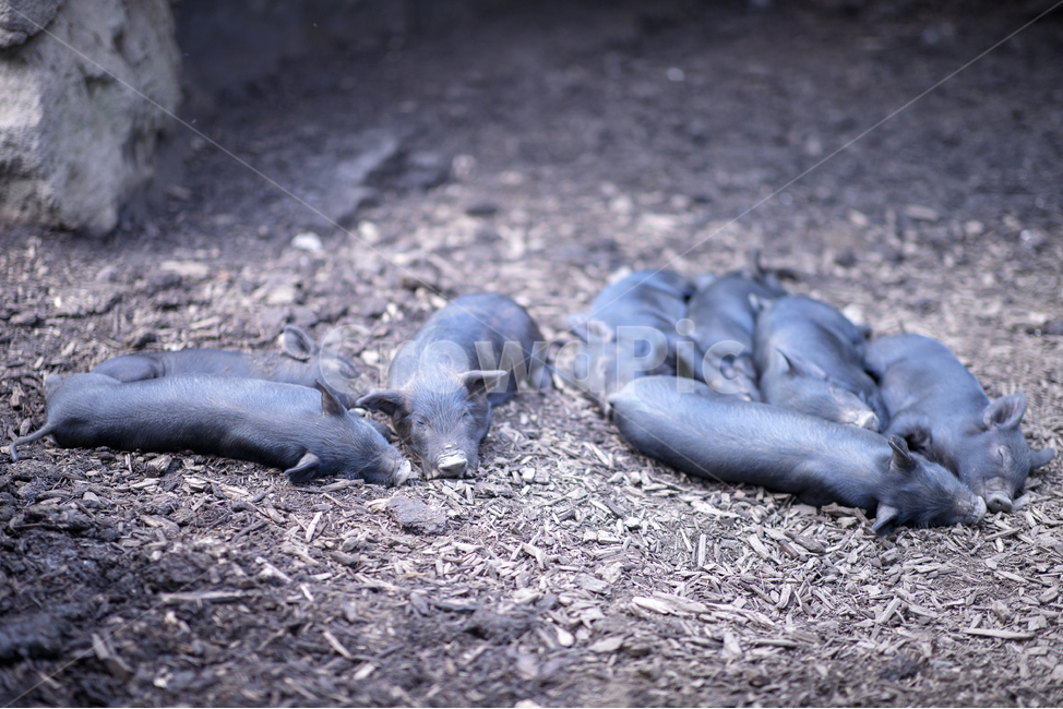 돼지,pig,아기돼지,babypig,blackpig,잠,sleeping,돼지형제,pigbrothers,제주도,jejuisland,동물,animal,포유류,mammal