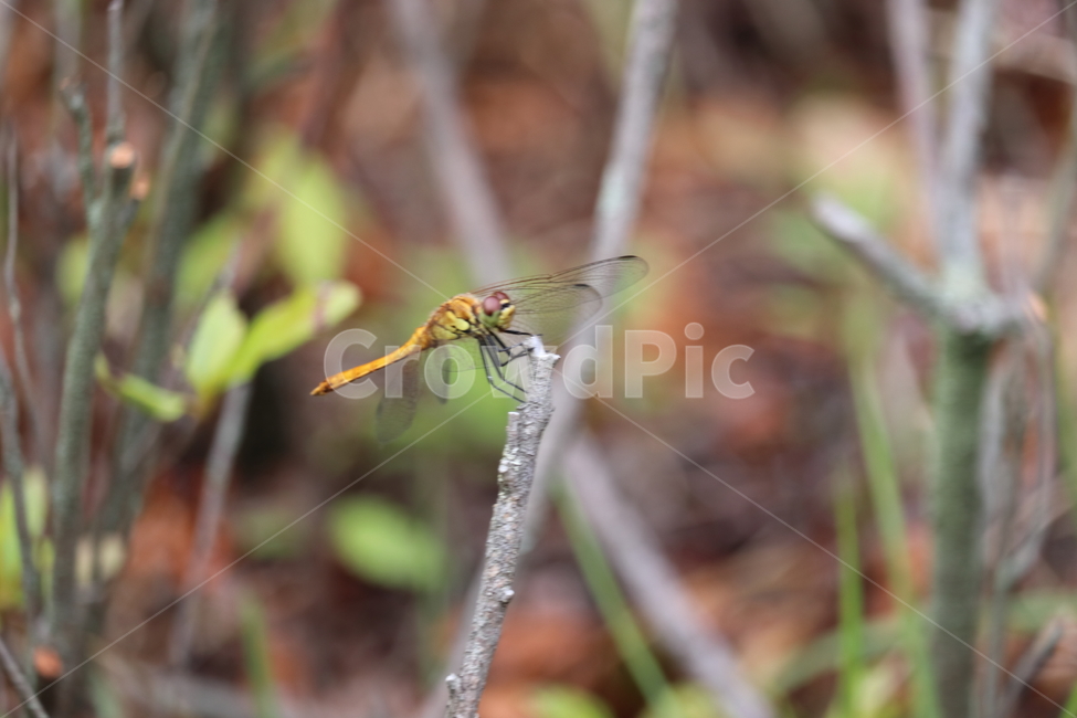 잠자리,아웃포커싱,자연,풀,날개,곤충,벌레,insect,bug