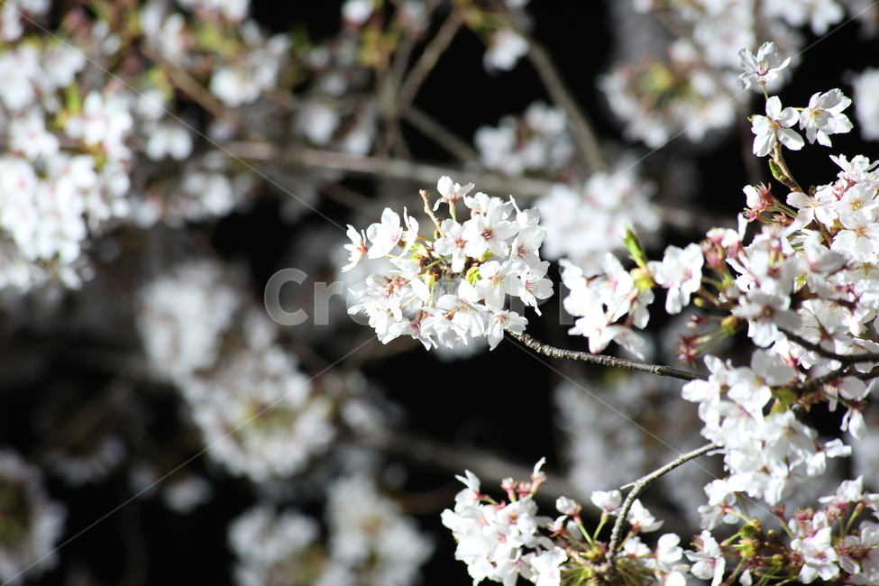 봄,벚꽃,야경,꽃,야간촬영,흰색,흰꽃,봄,계절,spring,season,식물,자연,plants,nature,꽃,flower,plant