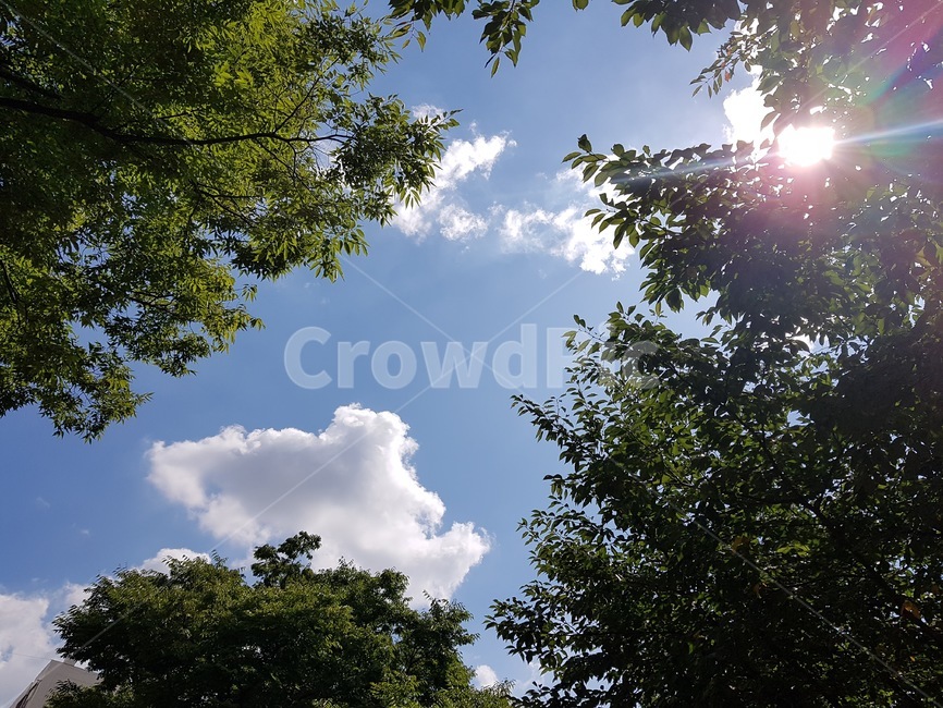 nature,자연,outdoors,sky,하늘,빛,light,flare,플레어,옥외