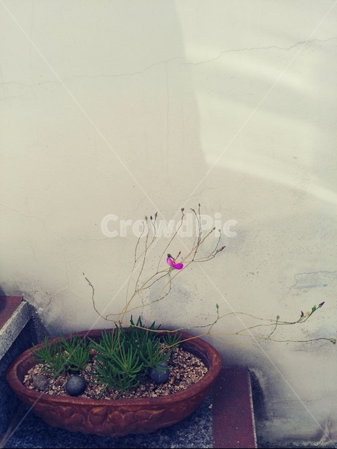 꽃,blossom,art,식물,flower