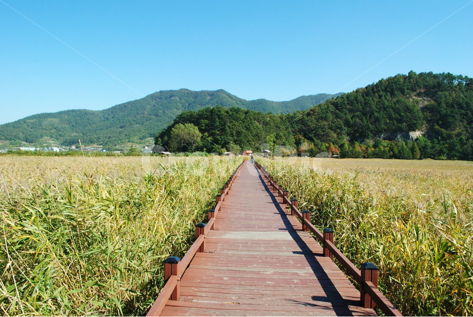 길,하늘,갈대,순천,순처만습지,풍경,자연,풍경,nature,landscape,building,건물,path,통로