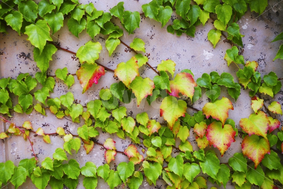 벽,등나무,단풍,초록,빨강,노랑,식물,자연,plants,nature