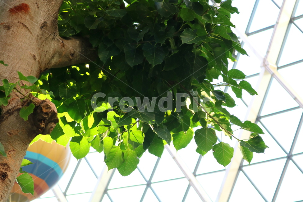 barley tree,hardwood,Indian barley tree,plant,tree,Moraceae,Botanical garden