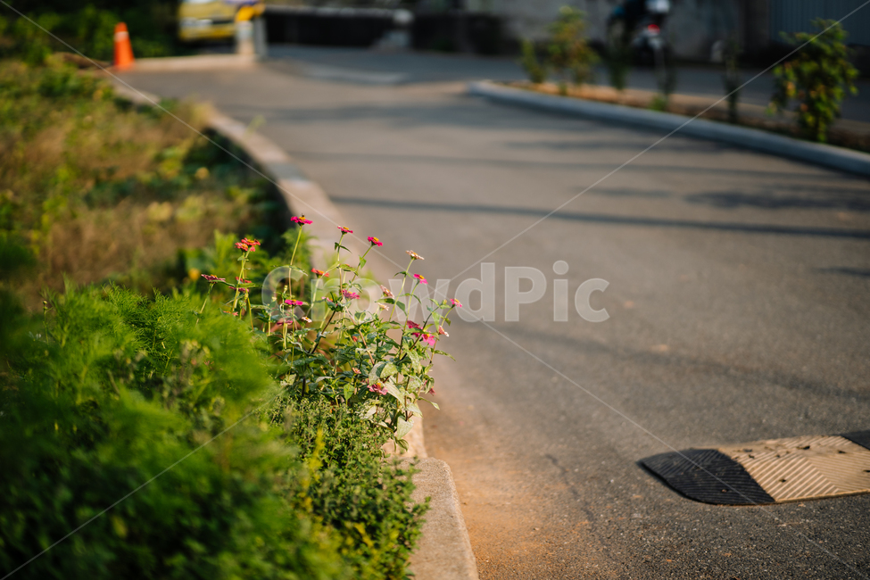꽃,식물,flowers,botanical,plant