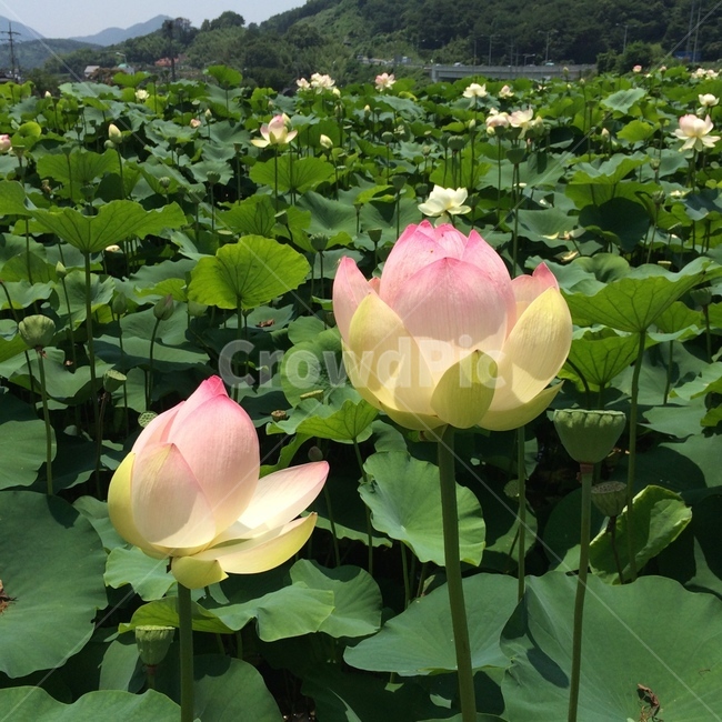 lotusleaf,lotus,연꽃,연잎,연꽃풍경,뿌리줄기식물,하얀꽃,flowers,식물,blossom,꽃,plant