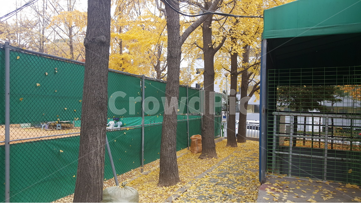 가을,은행,은행나무,노랑,낙엽,autumn,fallenleaves,ginkgo,초가을,자연,풍경,nature,landscape,식물,plants,나무,trees,wood,tree,plant