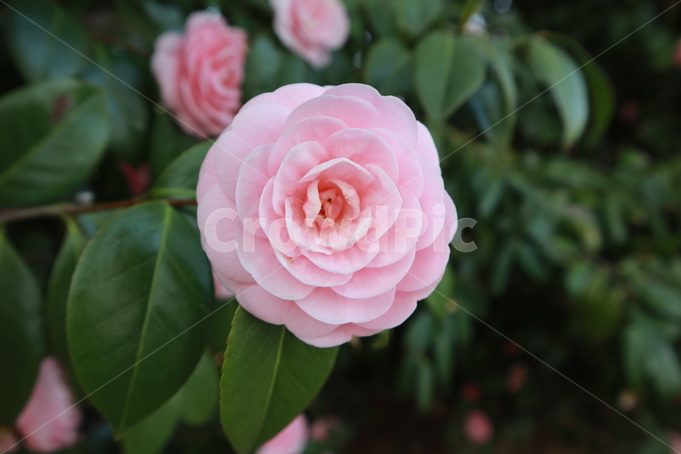 꽃,장비,분홍색,분홍색장비,봄,봄꽃,식물,자연,plants,nature,꽃,flower