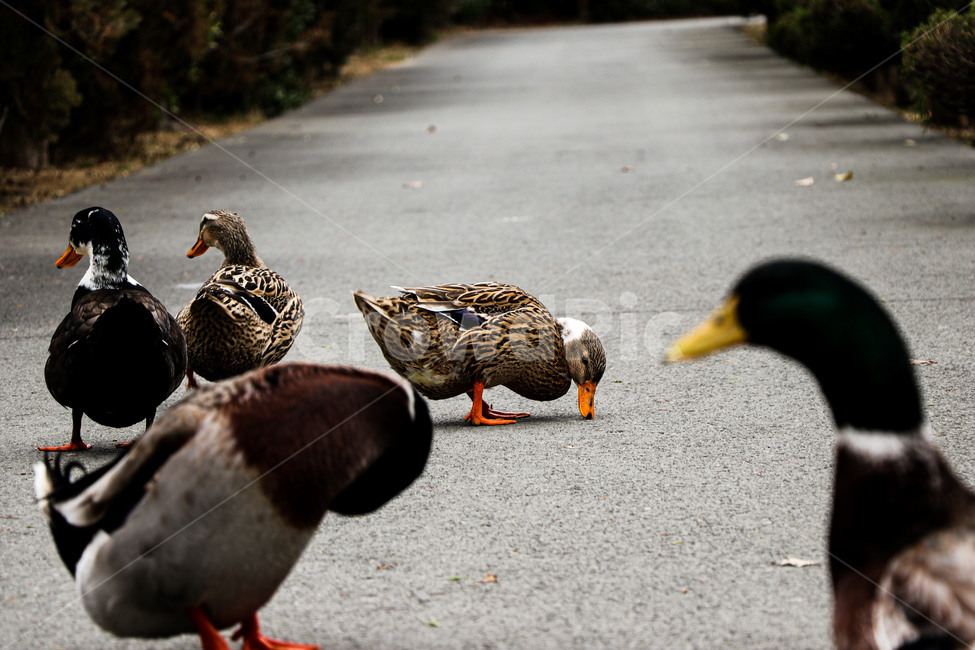동물,animal,자연,오리,청둥오리,mallard,duck,새,bird,물새,waterfowl
