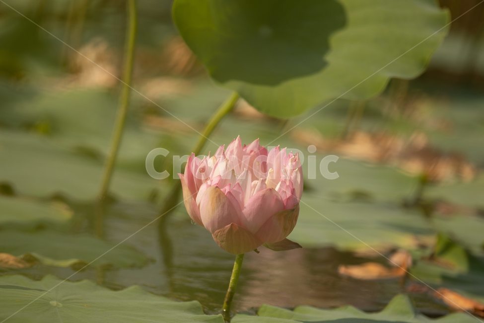 자연,꽃,연꽃,수련,빅토리아,식물,자연,plants,nature,꽃,flower