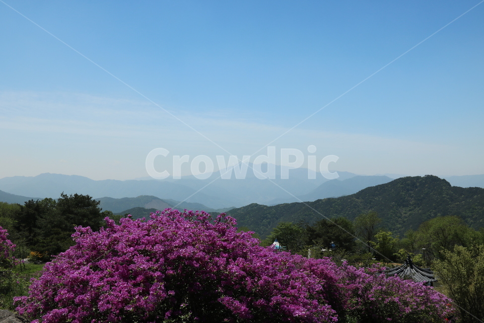 지리산철쭉,철쭉제산청,철쭉,황매산,지리산,철쭉제,산청