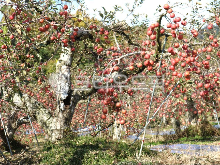 사과,사과나무,열매,과일나무,과수원,하늘,나무,apple,appletree,plant,식물,fruit,과일,food,음식,문경,문경사과