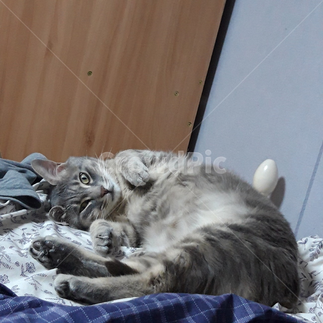고양이,집고양이,반려묘,반려동물,귀여움,cat,cute,pet