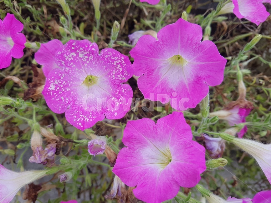 flower,꽃,geranium,제라늄,plant,식물,blossom