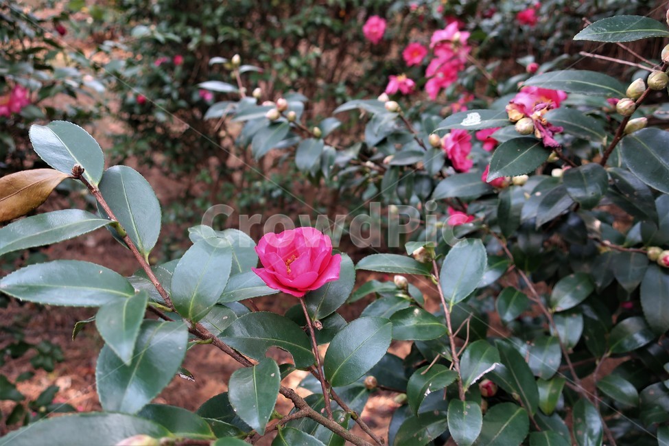 동백섬,동백,동백꽃,동백나무,식물,겨울,꽃송이,빨강,식물,자연,plants,nature,꽃,flower