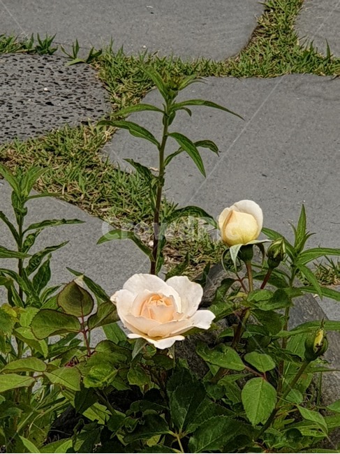 하얀장미,장미꽃,흰장미,백장미,여름장미