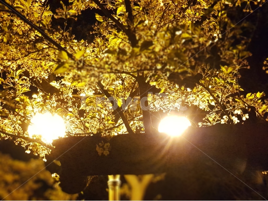 벚꽃,야경,불빛,사진,감성,야경,밤,풍경,nightscape,night,landscape,flare,플레어,light,빛,sunlight,햇빛