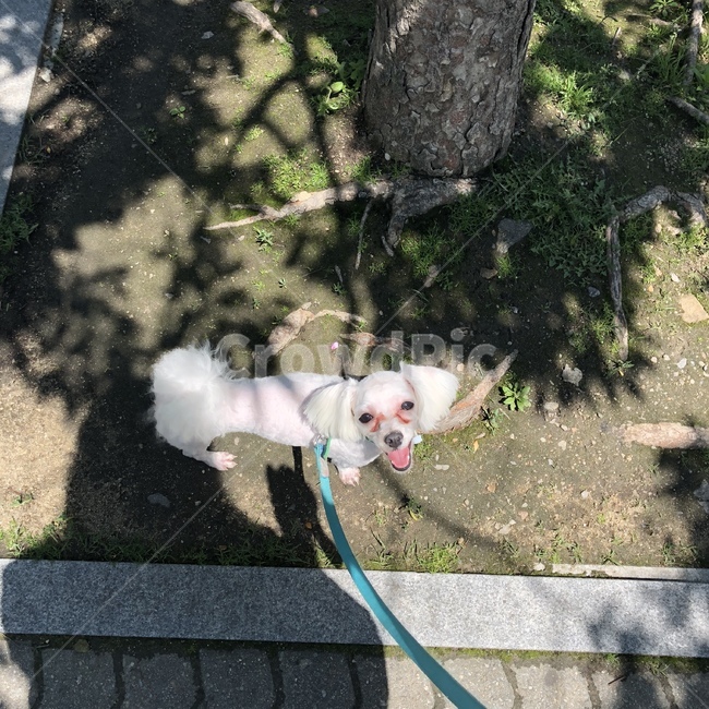 유기견,입양,캠페인,강아지,개