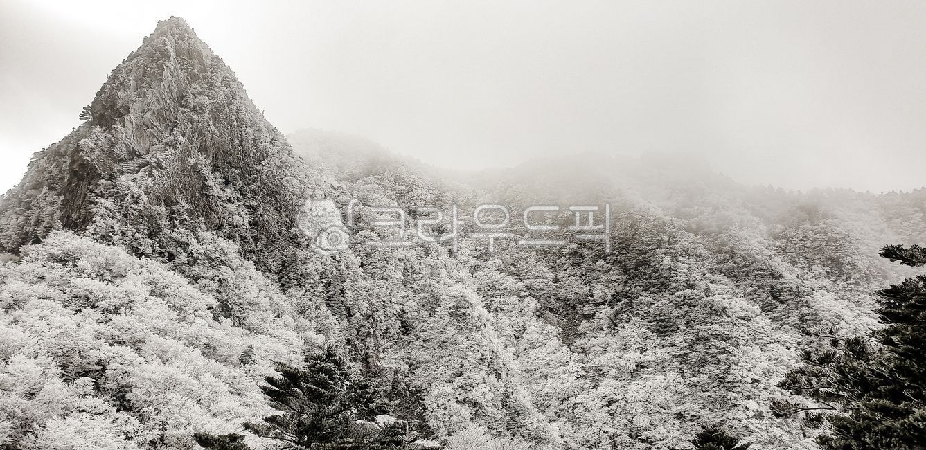 한라산,겨울산,설경,한라산국립공원,자연풍경,겨울풍경,안개산,하얀숲,고요한자연,겨울하늘,제주도,눈내린날,산봉우리,자연경관,국립공원,겨울아침