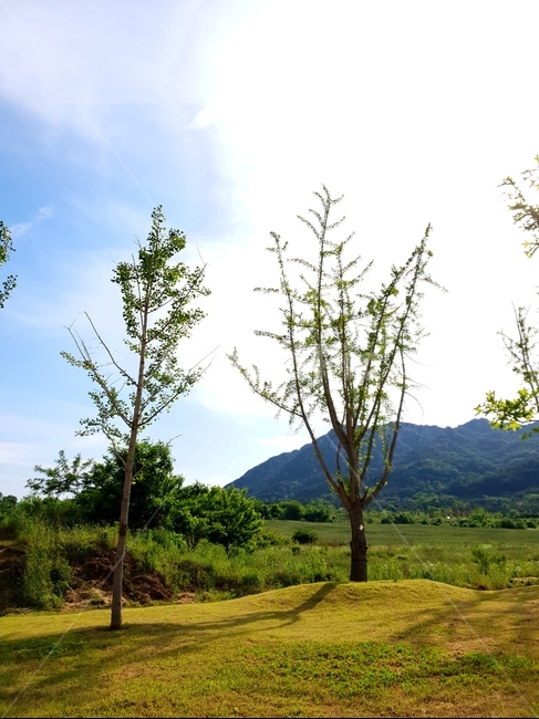 은행나무,나무,풍경,하늘,구름,식물,자연,plants,nature,나무,trees,wood