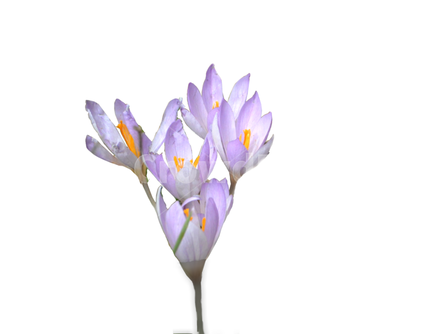 들꽃,사프란,가을꽃,향기,향신료,saffron,aromatic,blossom,flower,aroma,blooming,healthy,spice