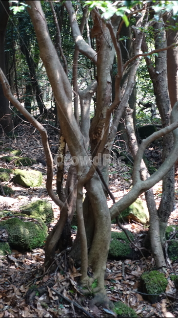 제주도,거문오름,오름,자연,nature,숲,forest,수풀,나무,tree,jeju,jejuisland,green,비자림,서거문이오름,제주