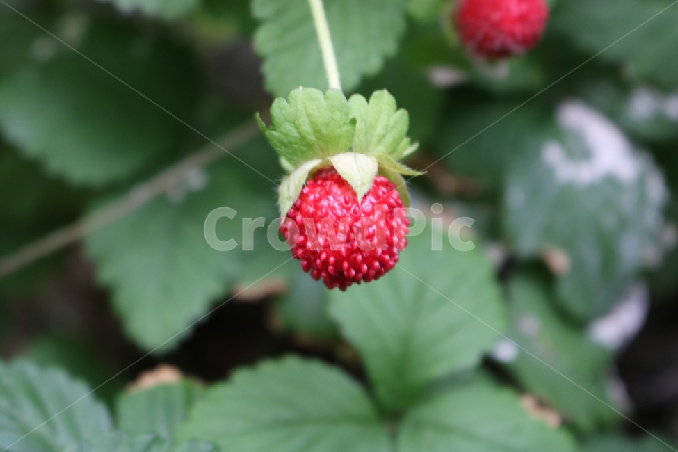과일,딸기,자연,야생,빨강,초록,fruit,strawberry,nature,wild,red,green,kudamono,ichigo,yasei,aka,midori,식물,자연,plants,nature,과일,열매,fruit
