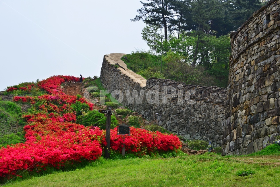 blossom,flower,꽃,plant,식물,outdoors,옥외,자연,경치,경관,풍경,봄,계절,고창,고창읍성,모양성,유적지,문화재,철쭉,삘강꽃,철쭉꽃,만개