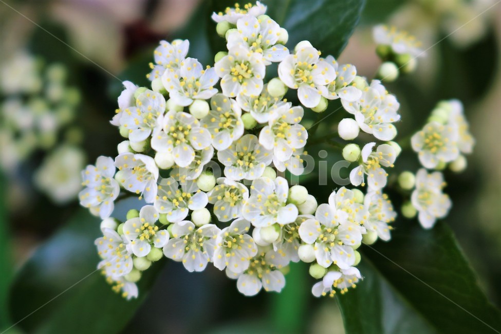 조팝나무,plant,식물,flower,꽃,식물,자연,plants,nature,꽃,flower