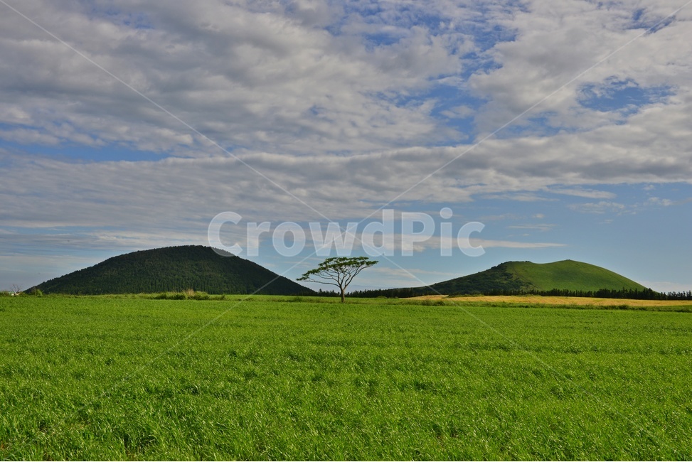 field,들,grassland,목초지,제주,한라산봄,봄,계절,nature,자연,outdoors,옥외,hill,언덕,scenery,풍경,landscape,경치,경관,제주비경,제주봄,청보리,목장,농사,농업,경작,농경,새별오름,오름