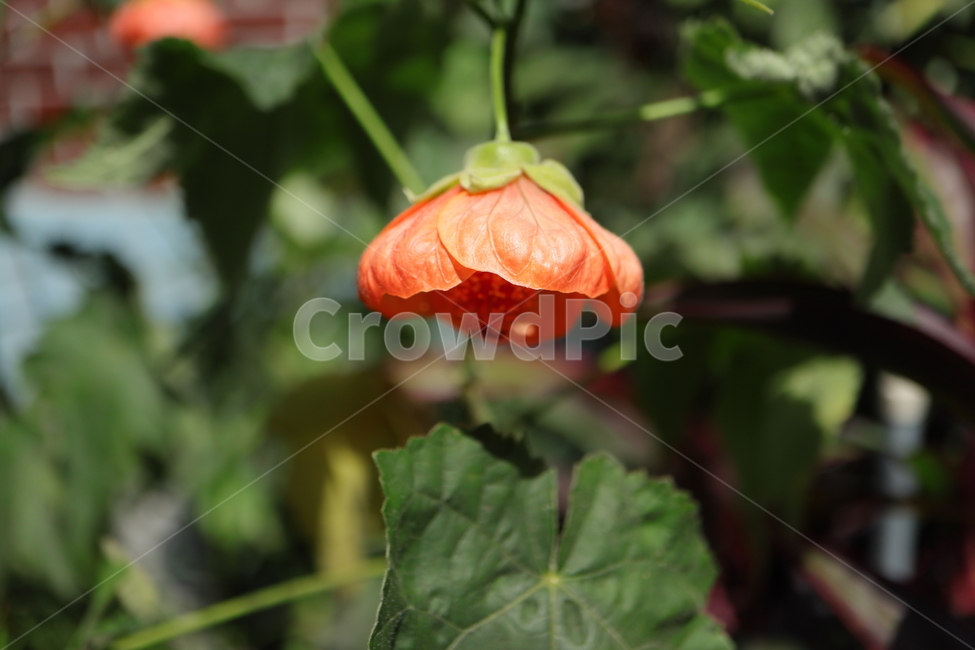 plant,식물,flower,꽃,blossom,아부틸론,아부틸론벨라,아부틸론픽텀,abutilonbella,abutilonpictum,brazilabutilon,브라질아부틸론,차이니스랜턴,chineselantern,아부틸론히브리둠,abutilonxhybridum