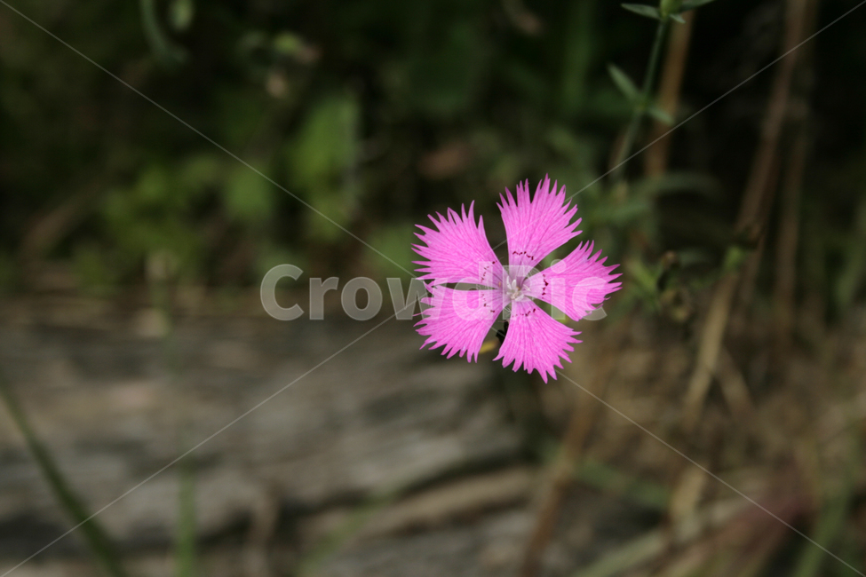 패랭이꽃,식물,flower,plants,nature,꽃,꽃봉오리,식물,자연,plants,nature,꽃,flower