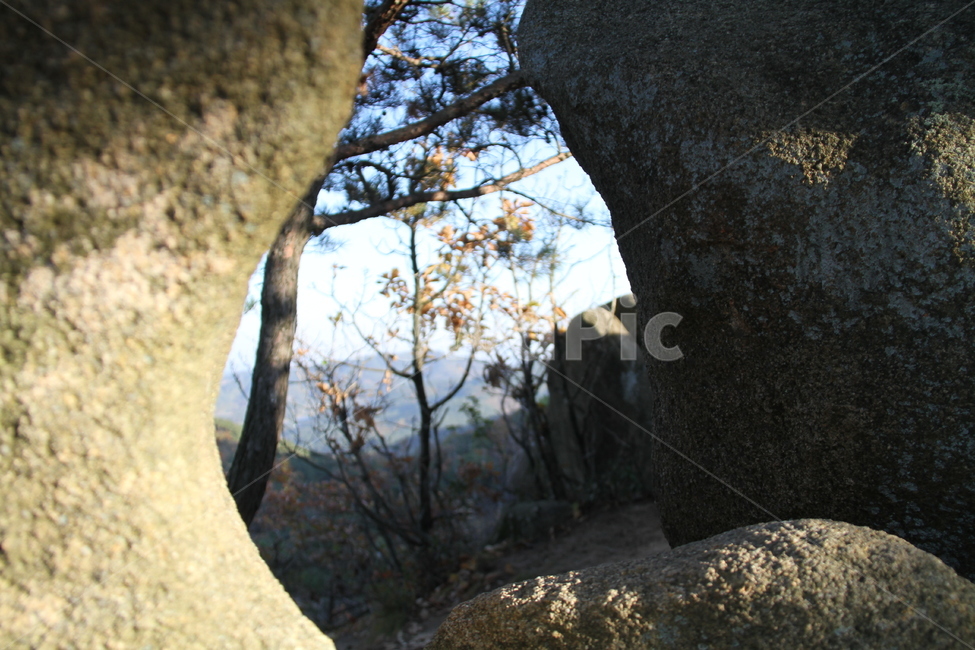 식물,나무,tree,산,가을