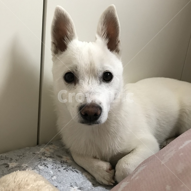 강아지,댕댕이,개,아기강아지,흰강아지,dog,puppy,whitedog,발발이,잡종,믹스견,동물,animal,pet,귀여움,cute,lovely,사랑스러움,귀여운강아지,cutedog,사랑스러운강아지,lovelydog,동물,animal,포유류,mammal,개,강아지,dog,doggy