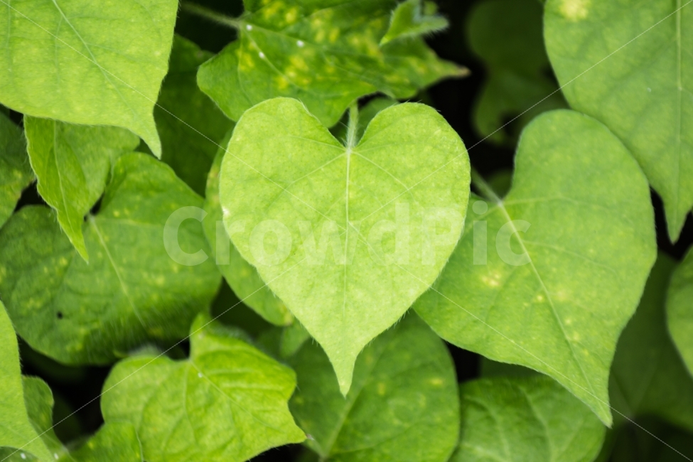풍경,하트,잎,자연,초록,식물,자연,plants,nature