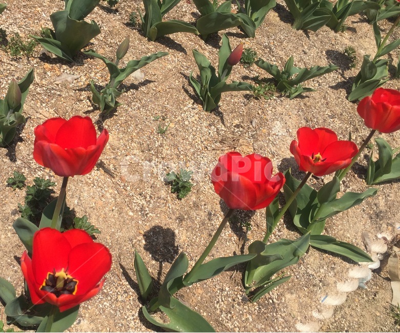 튤립,자연,식물,봄,꽃,식물,자연,plants,nature,꽃,flower