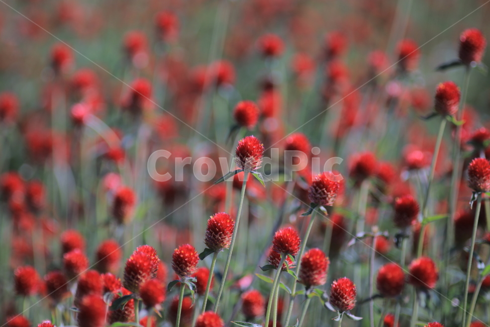 오이풀,가을꽃,burnet,빨강,보라,애기꽃,식물,자연,plants,nature,꽃,flower