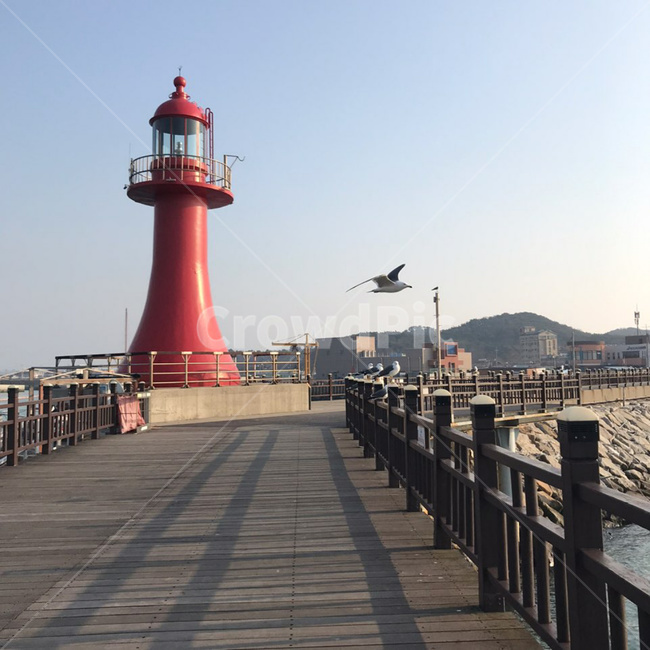 제부도,갈매기,등대,빨간등대,새,조류,순간,포착