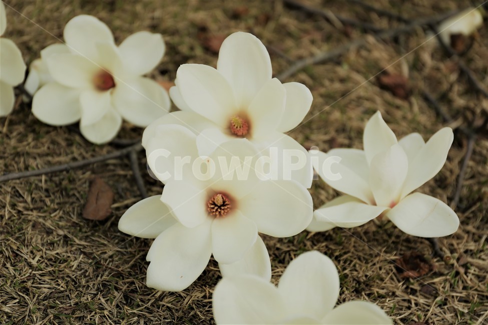꽃,목련,봄,감성,자연