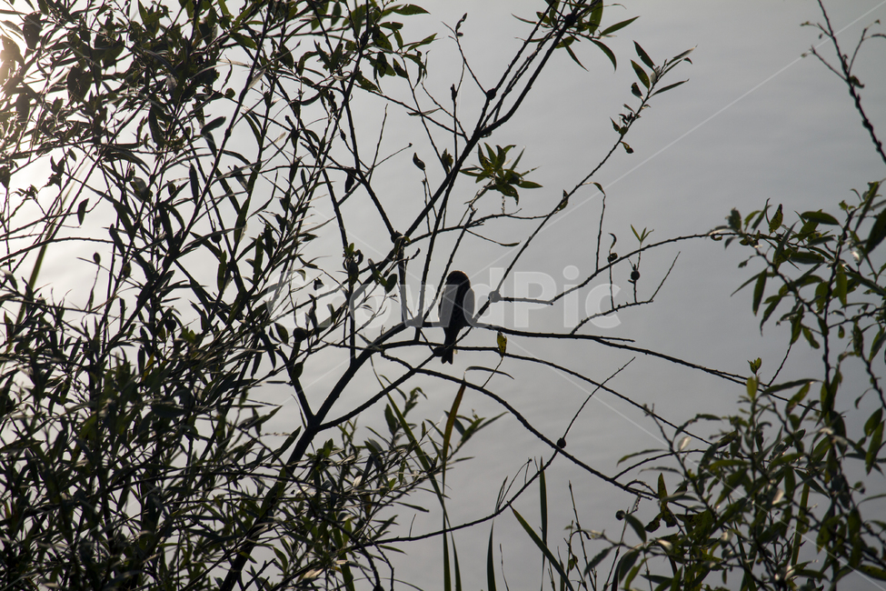 가을,풍경,야외,나뭇가지,나무,나뭇잎,새,하늘,호수,감성,자연풍경,autumn,landscape,bough,twig,sprig,tree,leaf,bird,sky,lake,sensitivity,sensibility,동물,animal,조류,새,birds