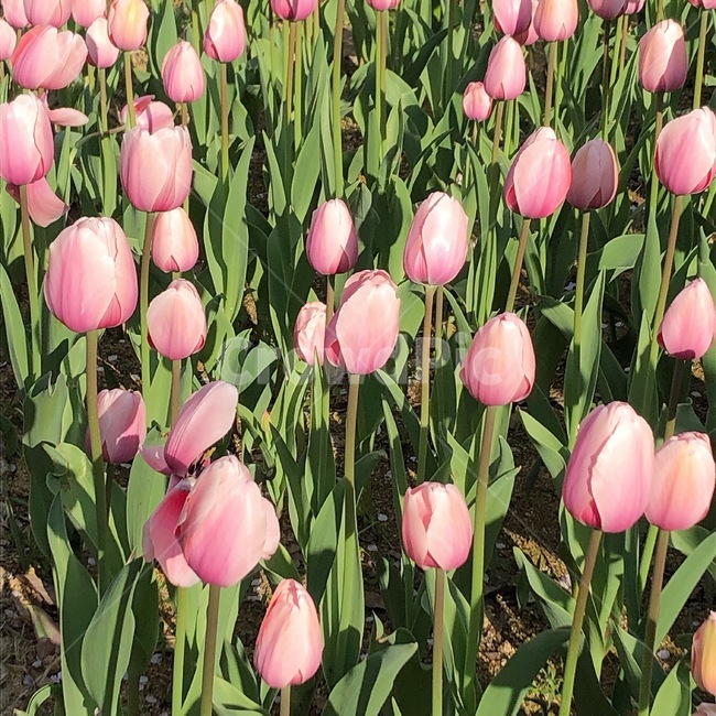 튤립,tulip,꽃,분홍,자연