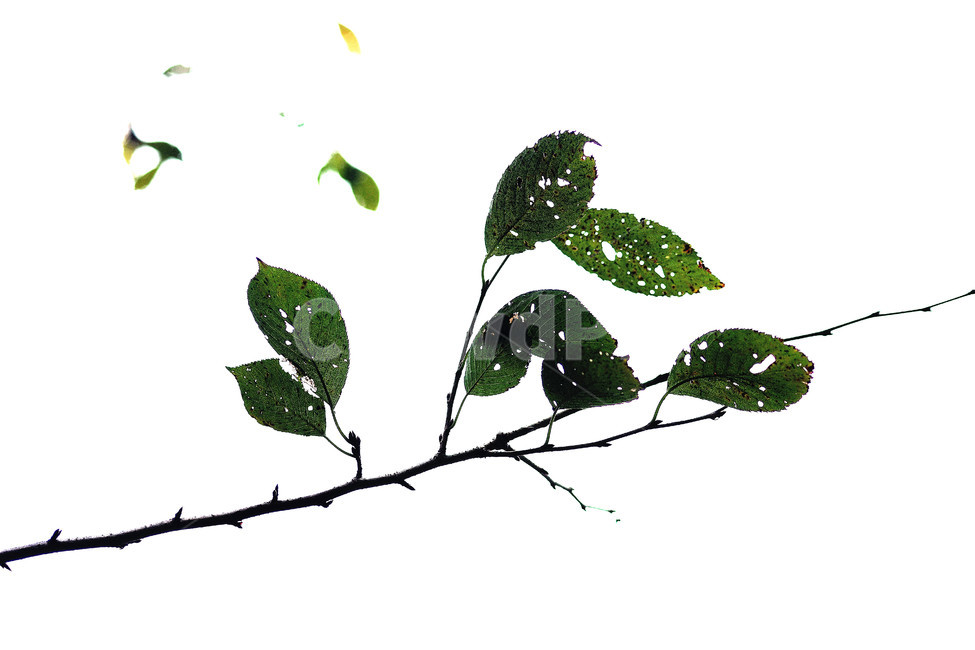 가을,나뭇잎,단풍,나뭇가지,역광,쓸쓸함,고독,식물,자연,plants,nature