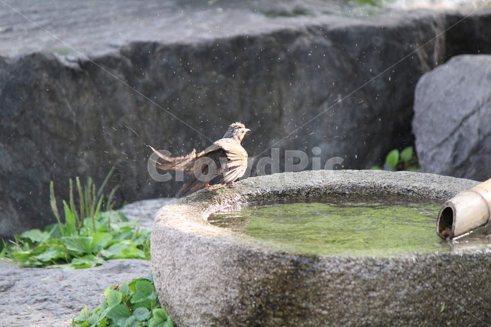 animal,동물,새,매,더위,목욕,샤워,bird,accipiter,shower,hot,water,약수,동물,animal,조류,새,birds