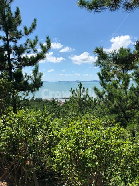 tree,나무,plant,식물,abies,아비,fir,전나무,바다,해안선,sea,자연,풍경,nature,landscape