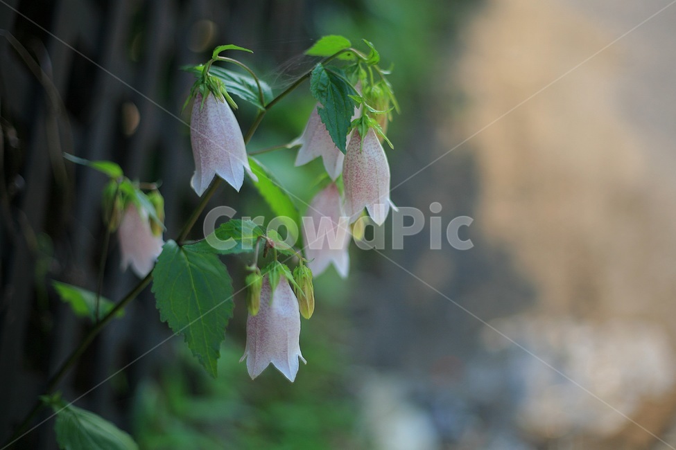 자연,담장,흰꽃,초롱꽃,초여름,꽃,식물,자연,plants,nature,꽃,flower